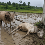 करेन्ट लागेर खेत जोतिरहेको गोरुको मृत्यु